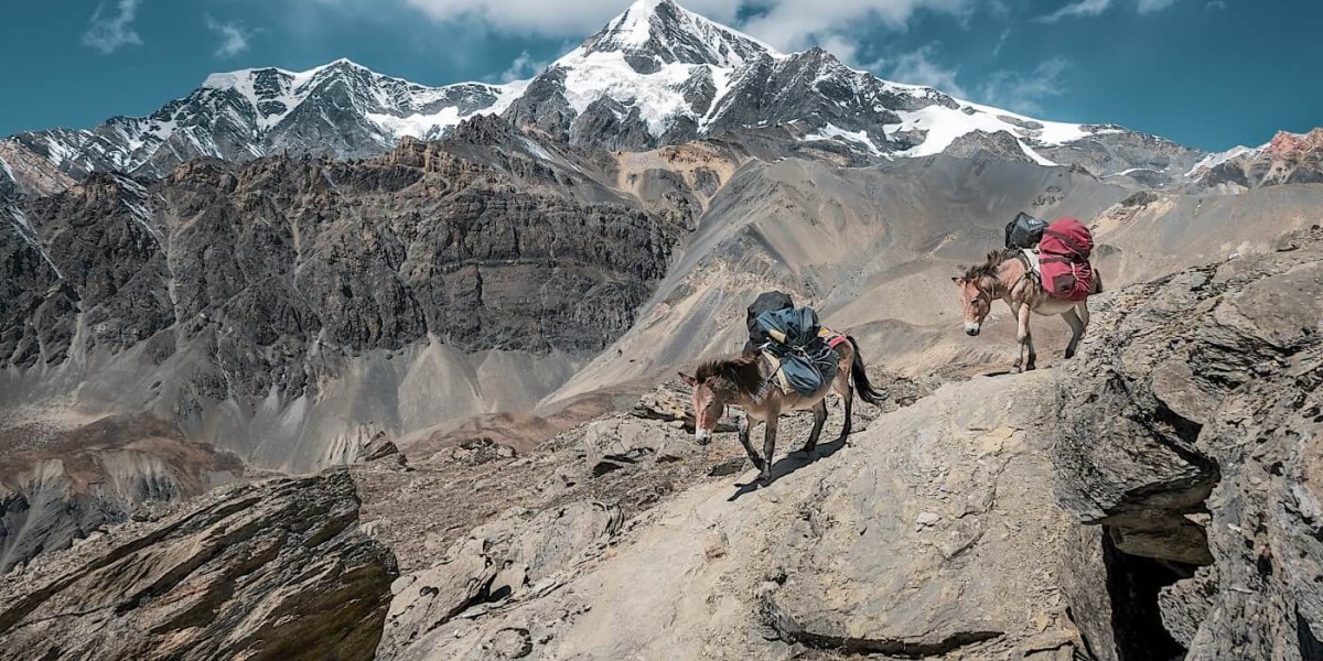Two donkeys carry climbing gear through rough terrain with high snowy mountain peaks in the background.